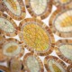 Sicis Glass Tile, jacklauriegroup.com/home