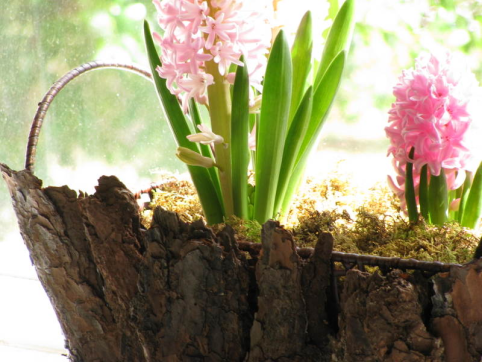 hyacinth in bark vessel